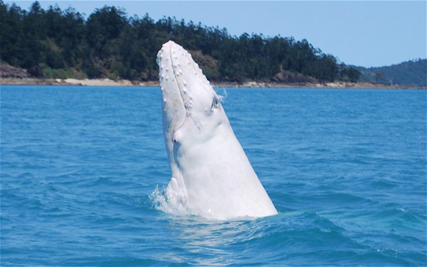 whitewhale